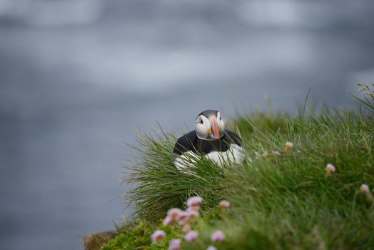 Puffin from westfjord in Iceland