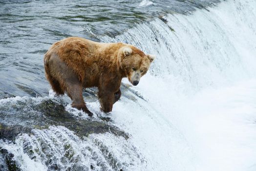 grizzly bear in brooks river hunting for salmon at katmai national park in alaska