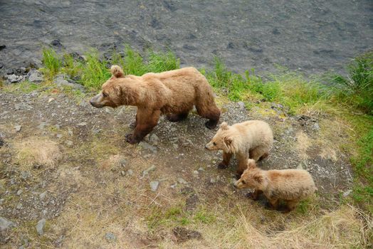 bear cubs and mother on a grass area on brooks river shore in katmai national park