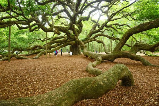 a old historic angel oak tree near charleston, south carolina