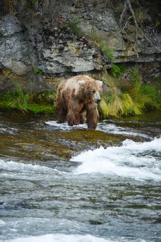 grizzly bear in brooks river hunting for salmon at katmai national park in alaska