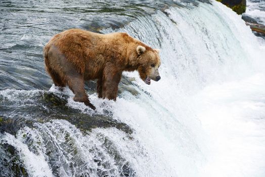 grizzly bear in brooks river hunting for salmon at katmai national park in alaska