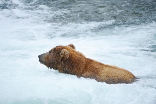 grizzly bear in brooks river hunting for salmon at katmai national park in alaska