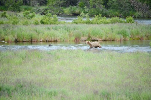 Grizzly bear in Katmai, Alaska