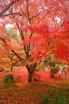 colorful maple leaves and branches from kyoto, japan