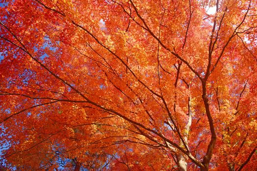 colorful maple leaves and branches from kyoto, japan