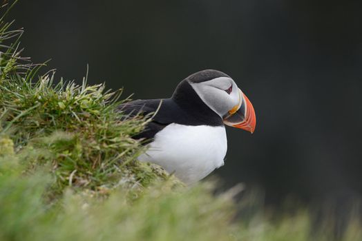 Puffin from westfjord in Iceland