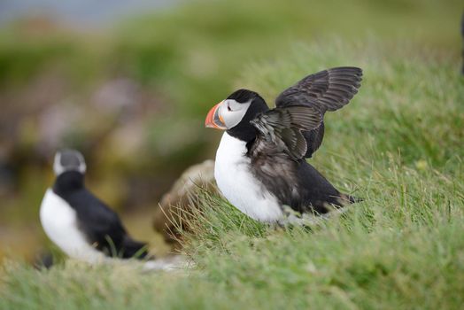 Puffin from westfjord in Iceland