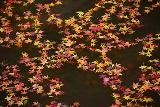 colorful maple leaves fallen in a pool, from kyoto, japan