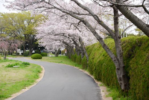 sakura tree with a walking path at hiroshima