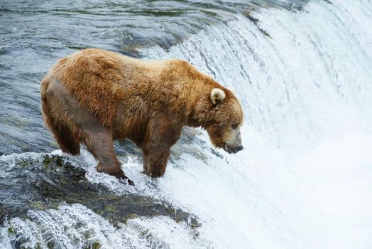 grizzly bear in brooks river hunting for salmon at katmai national park in alaska