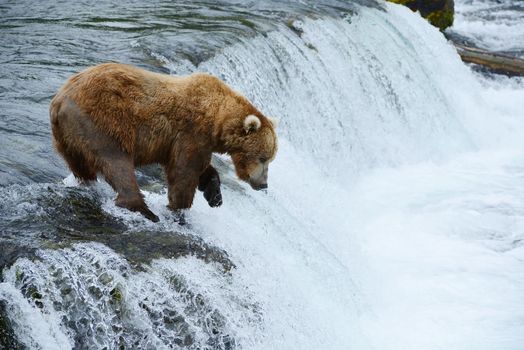 grizzly bear in brooks river hunting for salmon at katmai national park in alaska