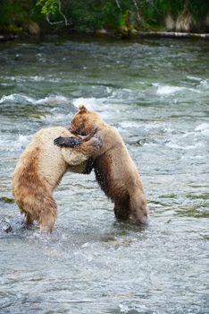 grizzly bear fighting 