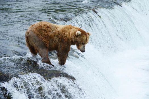 grizzly bear in brooks river hunting for salmon at katmai national park in alaska