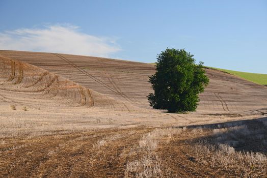 dry rolling hill of wheat farm land in palouse washington
