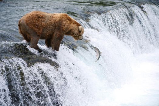 grizzly bear in brooks river hunting for salmon at katmai national park in alaska