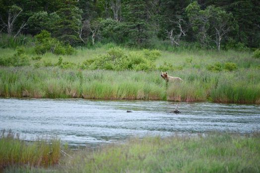 Grizzly bear in Katmai, Alaska