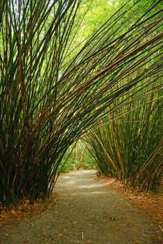 bamboo groove in a plantation near charleston