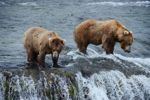 grizzly bear in brooks river hunting for salmon at katmai national park in alaska