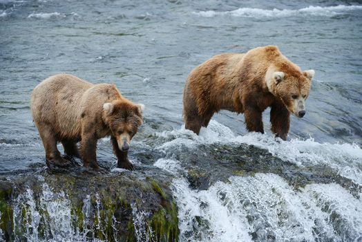 grizzly bear in brooks river hunting for salmon at katmai national park in alaska