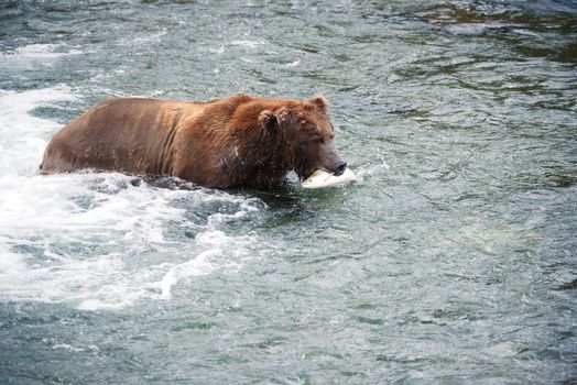 grizzly bear in brooks river hunting for salmon at katmai national park in alaska