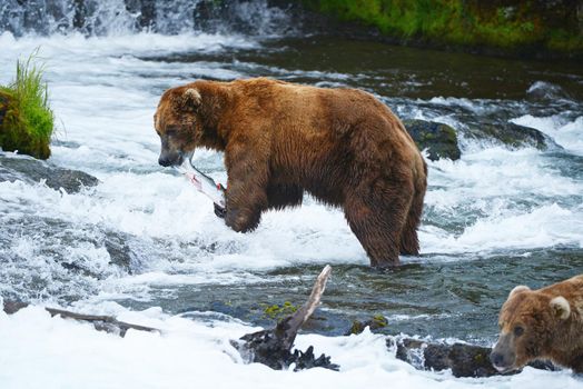 grizzly bear in brooks river hunting for salmon at katmai national park in alaska