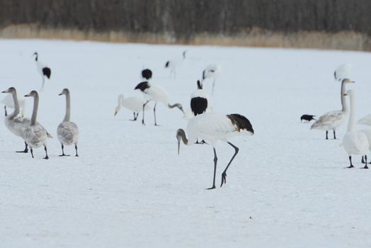 Japanese crane in Hokkaido