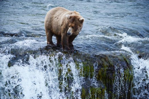 grizzly bear in brooks river hunting for salmon at katmai national park in alaska