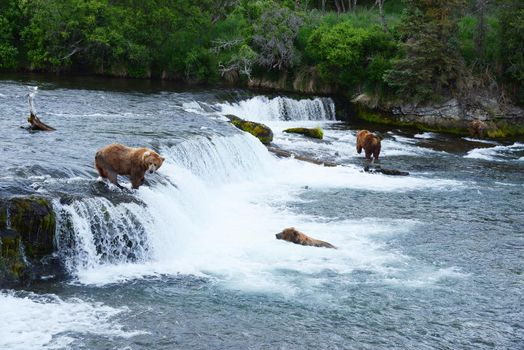 grizzly bear in brooks river hunting for salmon at katmai national park in alaska