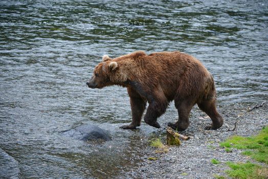 grizzly bear in brooks river hunting for salmon at katmai national park in alaska