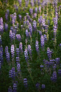 purple wild lupine flower with late afternoon light