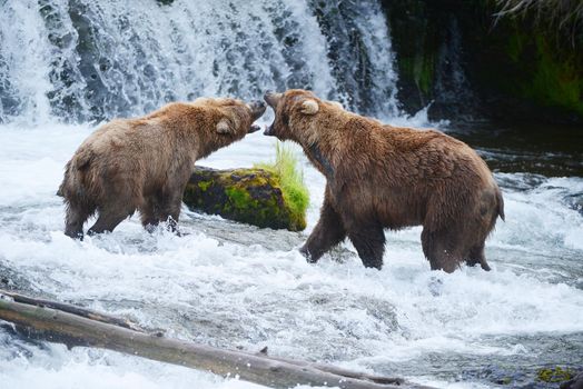 grizzly bear fighting 