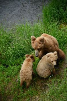 bear cubs and mother on a grass area on brooks river shore in katmai national park