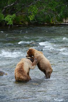 grizzly bear fighting in a river at katmai national park