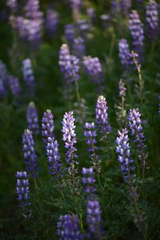 purple wild lupine flower with late afternoon light