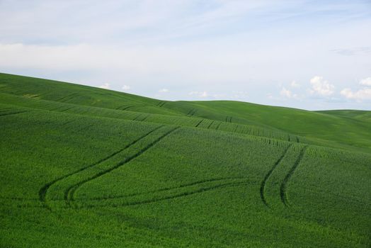 rolling hill of wheat farm land in palouse washington