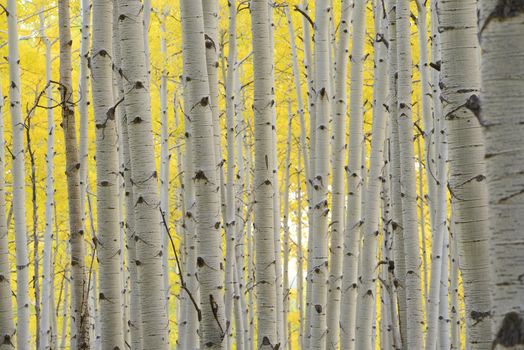 aspen tree in autumn from colorado