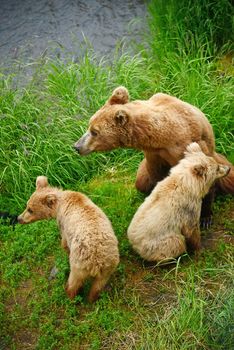 bear cubs and mother 