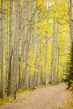 yellow aspen trees in autumn in colorado