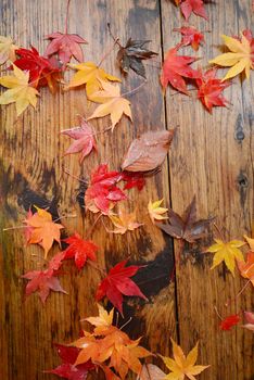 colorful red maple leaves on the ground