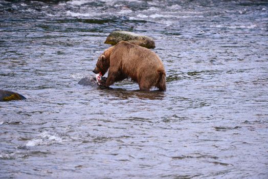 grizzly bear in brooks river hunting for salmon at katmai national park in alaska