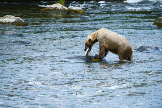 grizzly bear in brooks river hunting for salmon at katmai national park in alaska