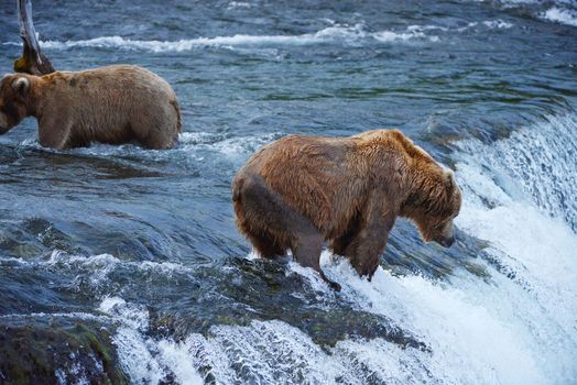 grizzly bear in brooks river hunting for salmon at katmai national park in alaska