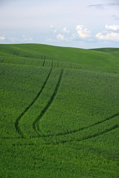 rolling hill of wheat farm land in palouse washington