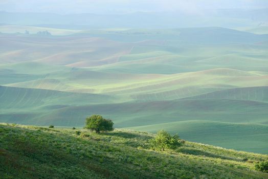 green wheat hills of farming crop area in palouse washington with morning sunlight