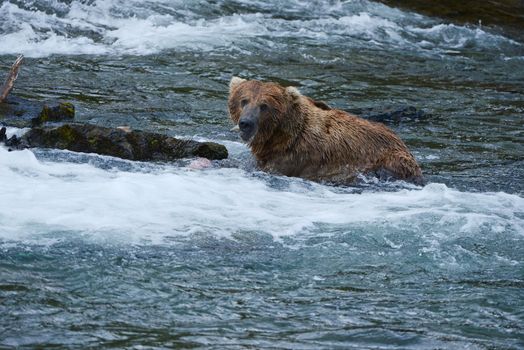 grizzly bear in brooks river hunting for salmon at katmai national park in alaska