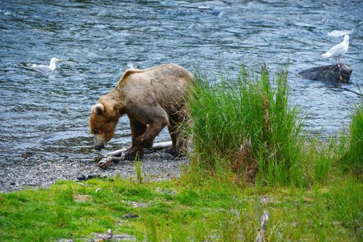 grizzly bear in brooks river hunting for salmon at katmai national park in alaska