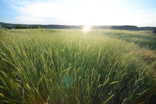 green grass with warm afternoon sunlight