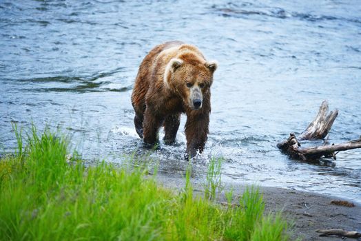 grizzly bear hunting for salmon in alaska