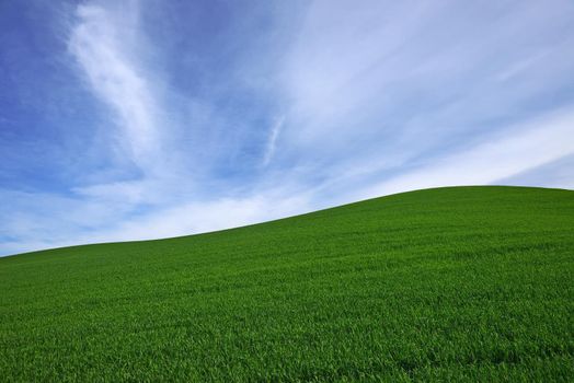 rolling hill of wheat farm land in palouse washington